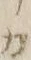“カ”字