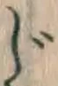 글자 じ