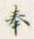文字奉