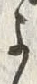 𡨸よ