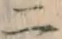 字二