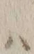 字ハ