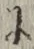 文字 に