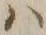 字ハ