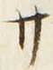 𡨸サ