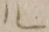 字ル