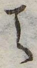 Đã định vị 天
