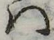 Đã định vị 𛂞