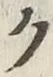 글자 ク