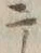 「テ」字