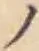 字ノ