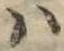 Đã định vị 𛂞