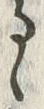 𡨸ゝ