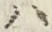 字ハ