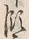𡨸領