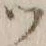 文字 ツ