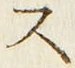 𡨸ス