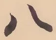 「八」字