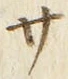 𡨸サ