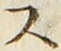 𡨸ス
