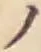 字ノ