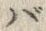 字ば