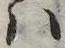 Đã định vị 𛂞