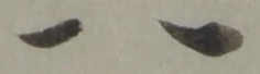 位置定マレル一