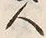 字人