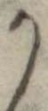 位置定マレル𛀚