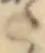 Đã định vị 𛁠