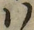 Đã định vị 𛂞