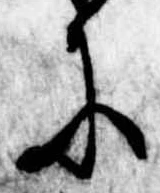 Đã định vị 𛂋