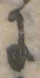 位置 確認된 𛂌