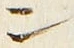 字ン