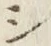 글자 シ