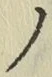 字ノ