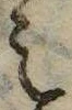 已定位未指定