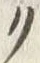 “ク”字
