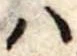 𛂞の位置