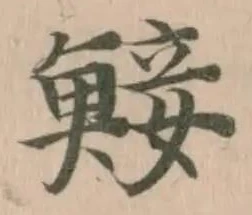 鯜の位置