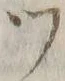 文字 ツ