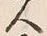 字人