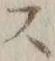 글자 ス