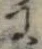 Đã định vị 𛂌