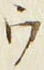 𡨸ウ