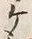 “ケ”字