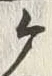 글자 ヶ