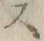 𡨸ス