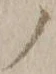 字ノ
